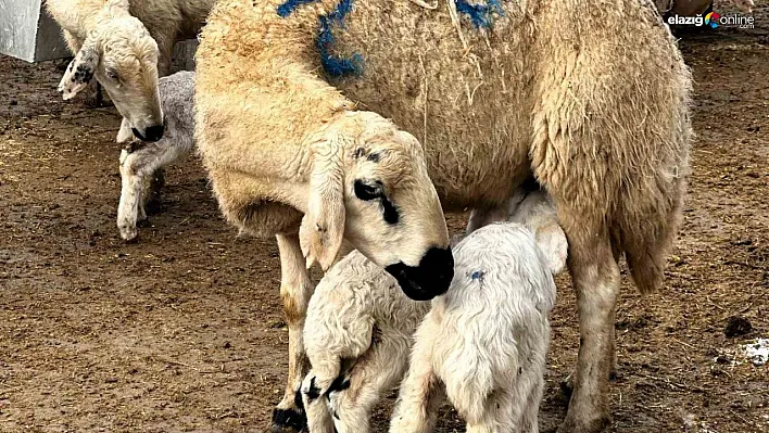 Malatya'da baharın habercisi kuzuların doğumları başladı