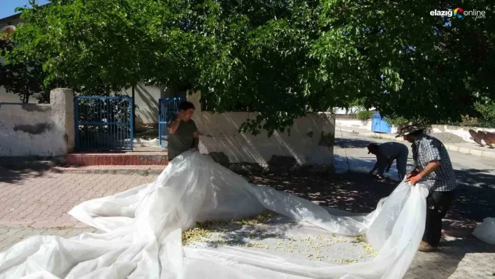 Malatya'da dutun pekmez yolcuğu başladı