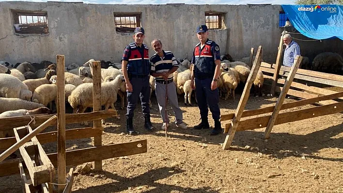 Malatya'da kayıp koyunları jandarma buldu