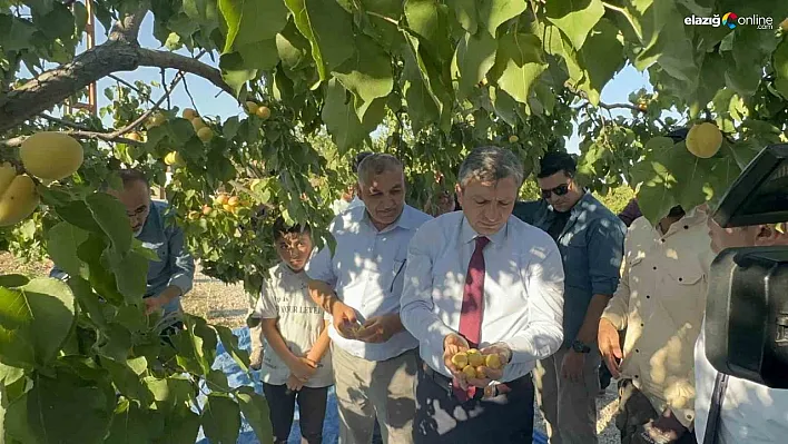 Malatya'da kayısı hasadı sürüyor