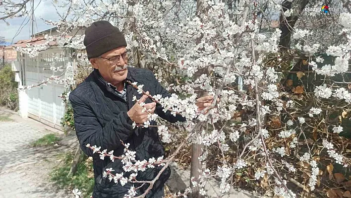 Malatya'da kayısı üreticileri zirai don tehlikesiyle karşı karşıya