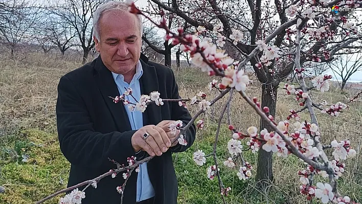 Malatya'da kayısıda zirai don tehlikesi