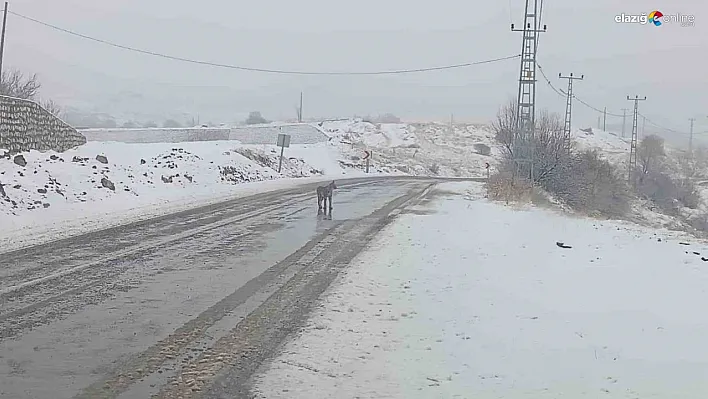 Malatya'da nesli tükenmekte olan vaşak görüldü