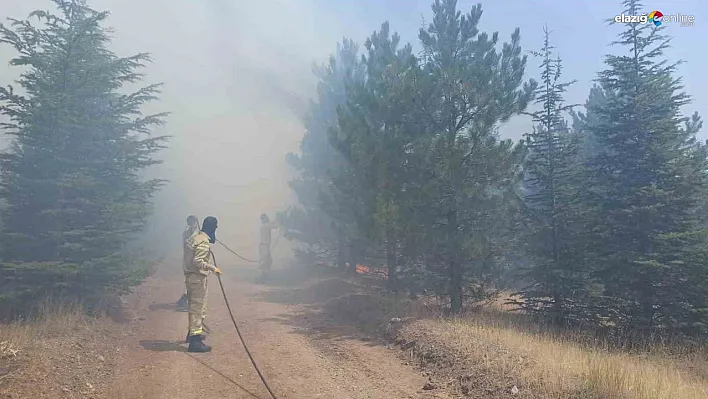 Malatya'da ormanlık alanda yangın
