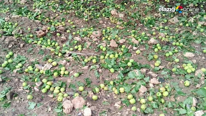 Malatya'da sağanak ve dolu meyvelere zarar verdi