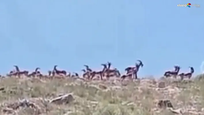 Malatya'da sürü halindeki yaban keçileri görüntülendi