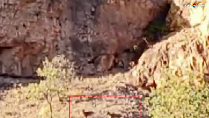 Malatya'da sürü halindeki yaban keçileri görüntülendi