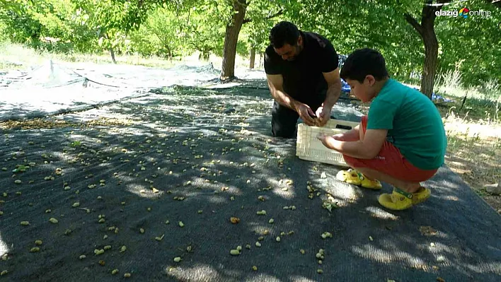 Zirai Don Malatya'yı Vurdu, Doğanyol Direndi: Kayısı ve Dutta Yüzler Gülüyor!