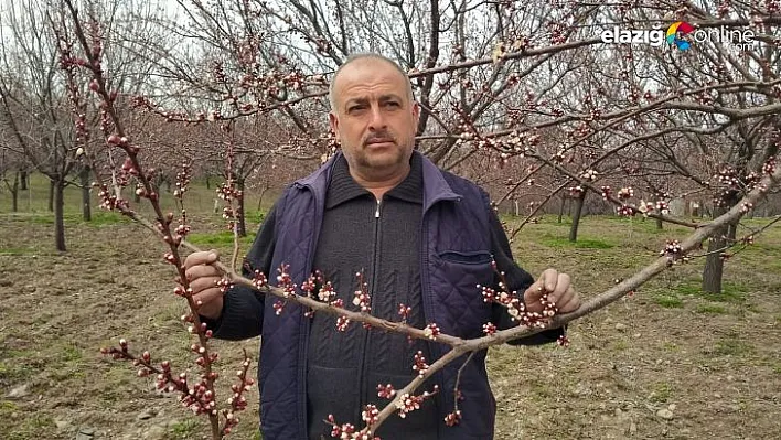 Malatya'nın Kale ilçesinde kayısı ağaçları çiçek açtı
