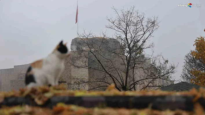 Harput'ta Sokakları Mesken Tutan Sevimli Kediler Ziyaretçilerin İlgi Odağı Oldu!