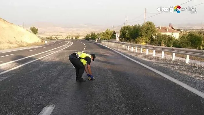 Mehmetçik'ten kaplumbağa duyarlılığı