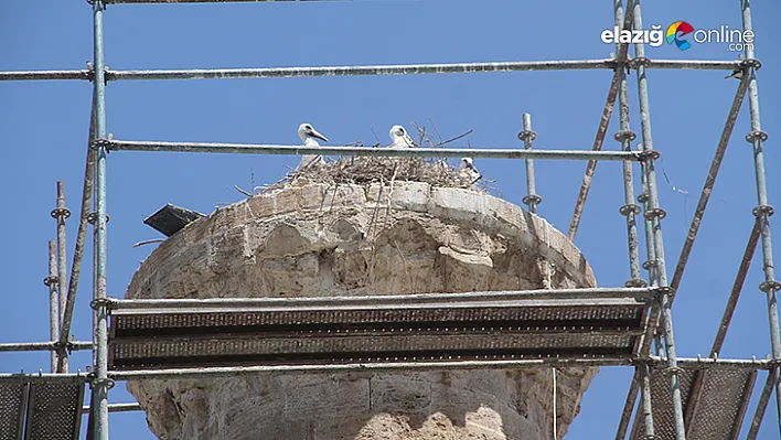 Minare restorasyonu leylekler için durduruldu