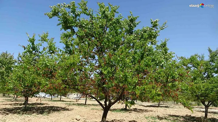 MTB Başkanı Özcan: 'Zirai don desteği yakında üreticiye ulaştırılacak'