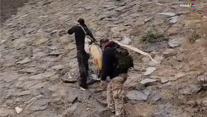 Dev turnayı taşımak için çam sırığı kullandılar