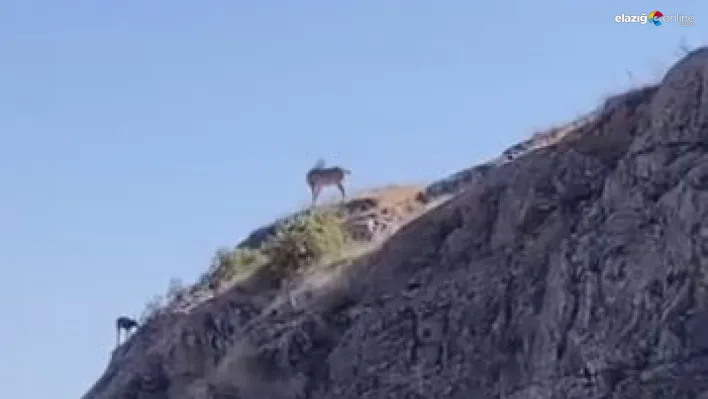 Harput'u mesken tutan dağ keçileri kameralara takıldı!