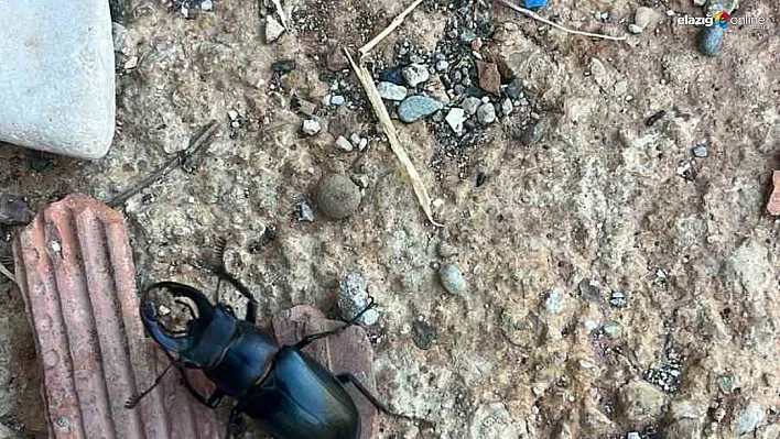 Nesli tükenme tehlikesi altında bulunan böcek türü Diyarbakır'da görüldü