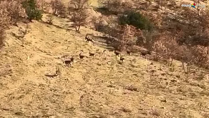 Nesli Tükenme Tehlikesi Altındaki Dağ Keçileri Kameraya Yansıdı!