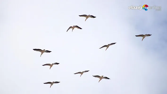 Yuvalarına dönen leylekler gökyüzünde buluştu