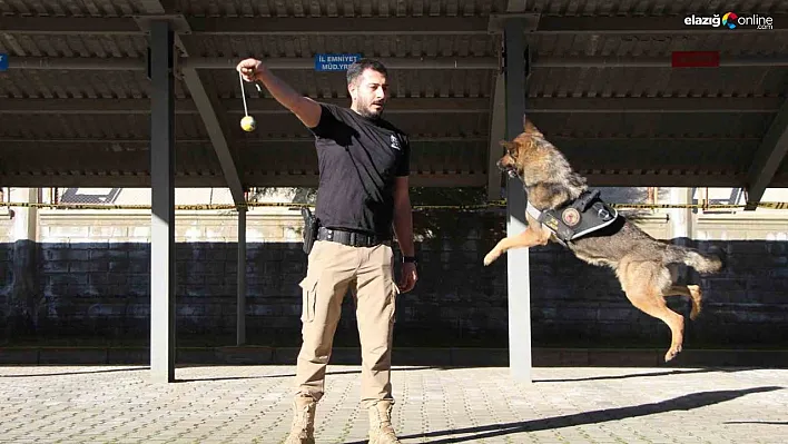 Polisin en büyük destekçisi dedektör köpekler