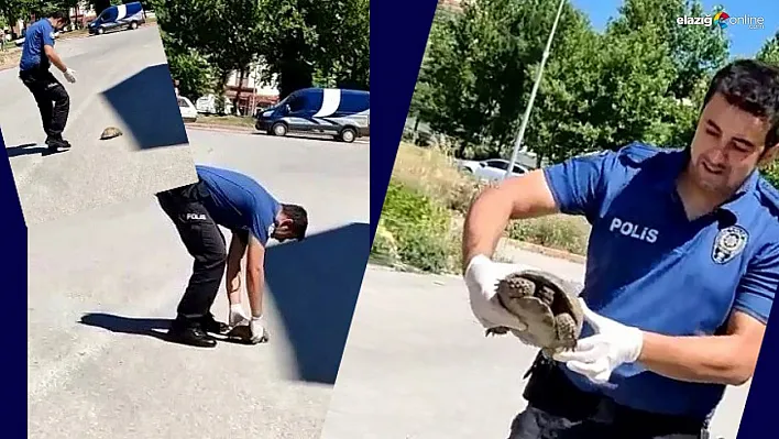 Polisin kaplumbağa duyarlılığı