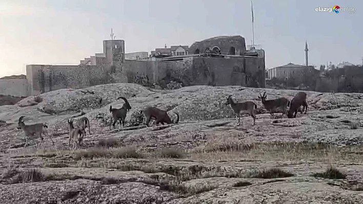 Sabah Saatlerinde Harput'ta Sürpriz Misafirler Kamerada!