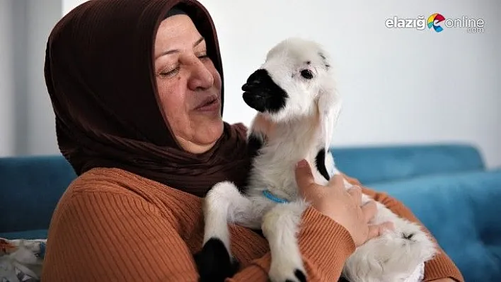 Sahiplendiği kuzu hem evinin neşesi, hem de terapisi oldu