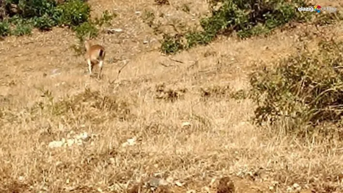 Sarım Çayında yaban keçileri görüntülendi