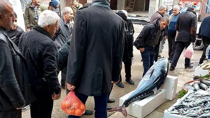 Şaşkınlıkla izleyerek fotoğrafını çektiler!