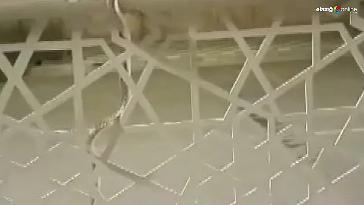 Şehir merkezinde yılan paniği!