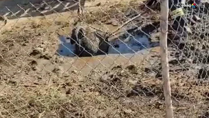 Septik kuyusuna düşen yaban domuzu, traktör yardımıyla kurtarıldı