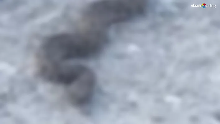 Seyir Halindeyken Gördü! Elazığ'da Yol Kenarında Dev Yılan!