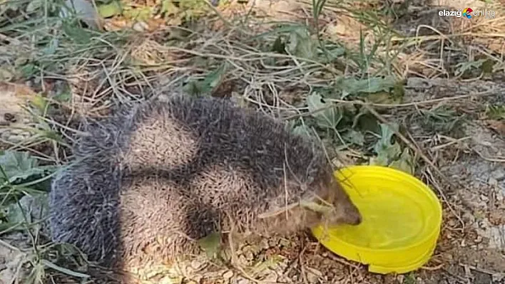 Kirpinin imdadına vatandaşlar yetişti
