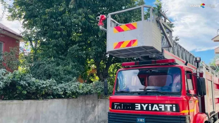 Silkelemek için çıktığı ceviz ağacında mahsur kaldı