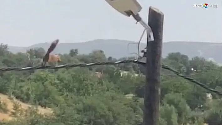 Sincaptan elektrik direğinde akrobasi