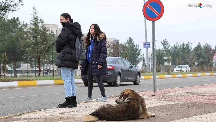 Sokak köpekleri için barınak ve çip vurgusu