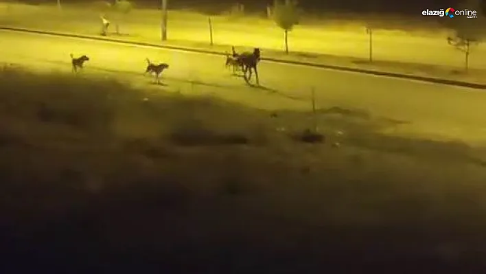 Elazığ'da Köpekler Atı Kovalarken, Mahalle Sakinleri Tedirgin Oldu!