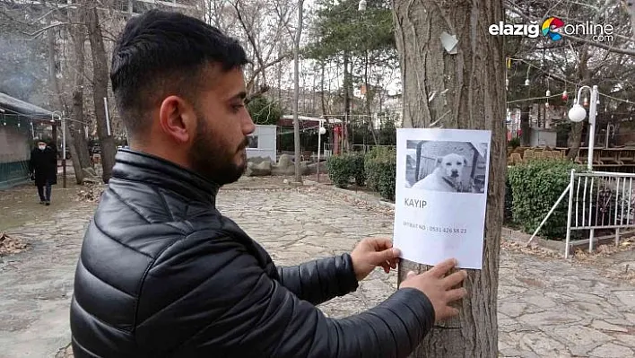 Kaymak'ı bulana ödül de var