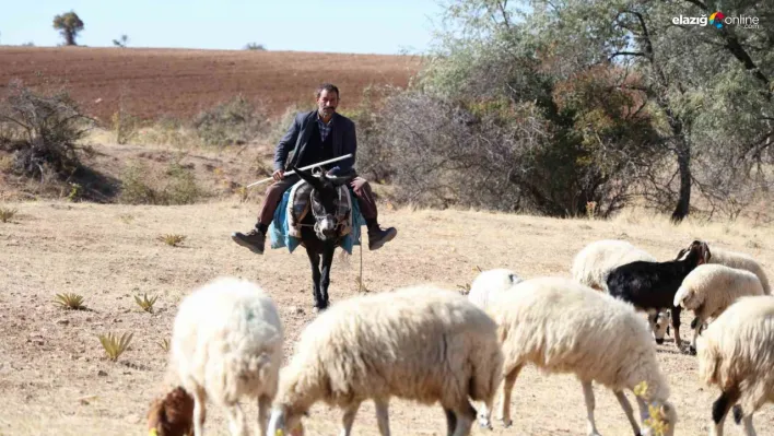 Elazığ'da çobanlık artık altın değerinde: Sürü sahipleri çaresiz!