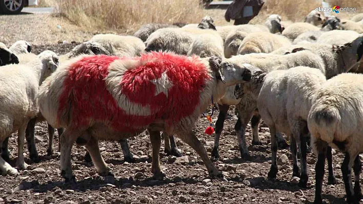 Elazığ'da geleneksel 'Koç Katımı' etkinliği