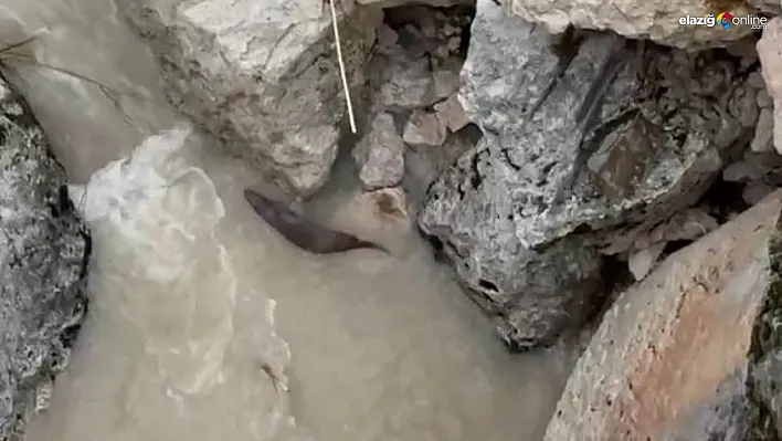 Tağar Çayında su samurları görüntülendi