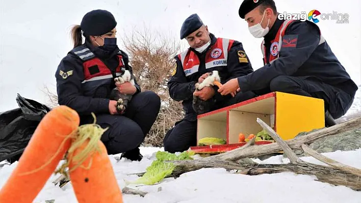 Tavşan Adası'nın sakinleri jandarma tarafından besleniyor