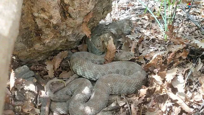 Tunceli'de Doğa Koruma Görevlisi Koca Engereği Böyle Kaydetti!