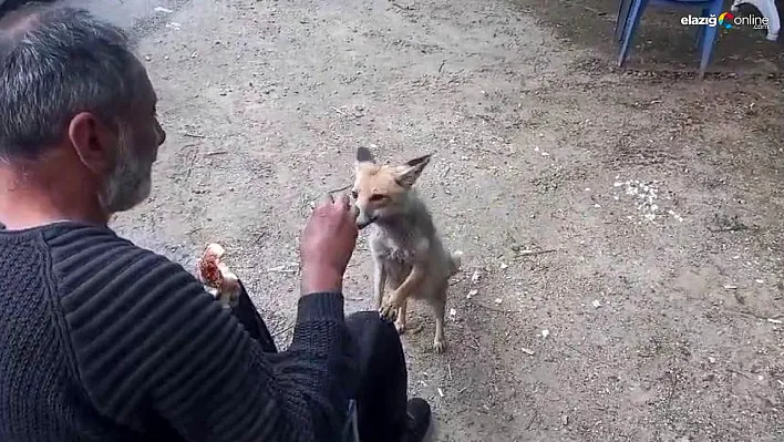 Tilki çay ocağının maskotu oldu