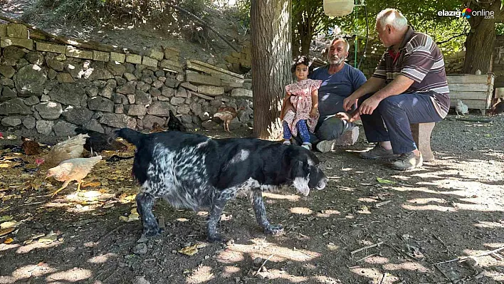 Ulukent Mahallesi'nde Tilkiler Kümesleri Bastı, Mahalleli Nöbet Tutmaya Başladı!