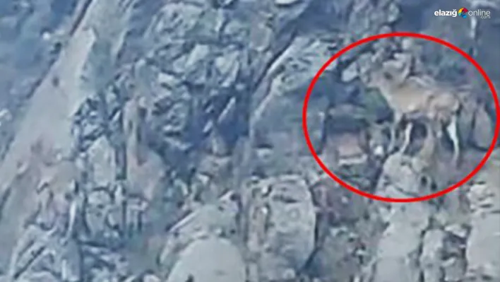 Tırmanma uzmanı dağ keçileri kameralara yansıdı!