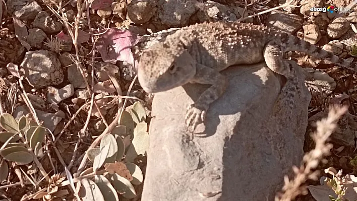 'Bozkır keleri' bu yıl ilk kez kayıt altına alındı