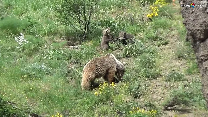 Tunceli'de anne ayı ve 3 yavrusu yiyecek ararken görüntülendi