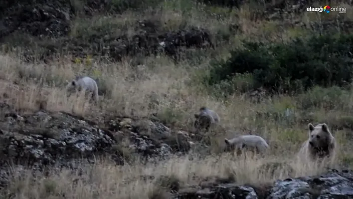Tunceli'de anne bozayı, 3 yavrusu ile birlikte görüntülendi