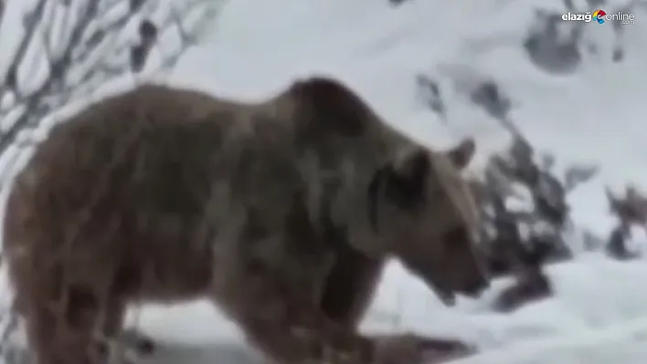 Tunceli'de ayı kış uykusu öncesi karnını doyururken görüntülendi