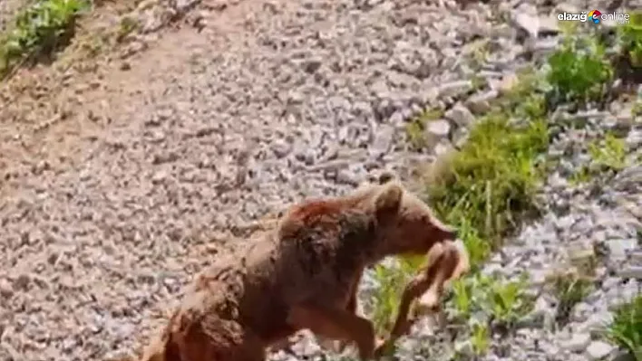 Tunceli'de ayının avı dron ile görüntülendi